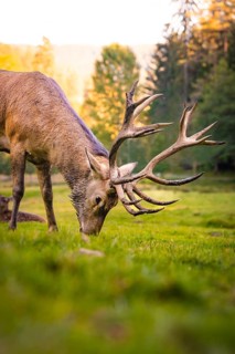 Stag with large antlers in meadow, Black Forest, Enzklösterle, Germany