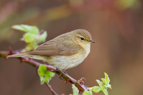 Common Chiffchaff - Zilpzalp - Phylloscopus collybita ssp. collybita, Germany