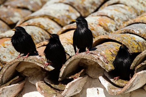 Spotless Starling (Sturnus unicolor), Castile-La Mancha, Spain