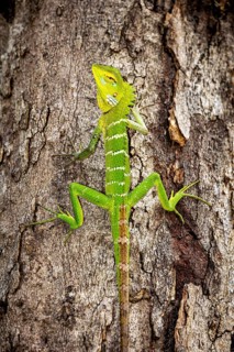 A green lizard climbs on a tree trunk, perfectly camouflaged against the bark, Indian garden lizard