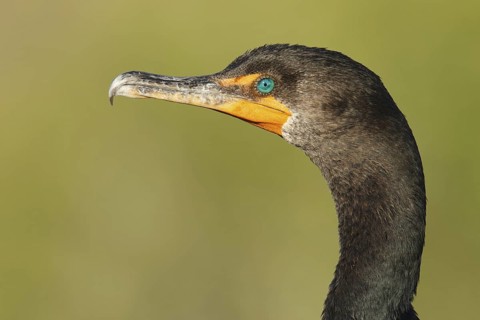 Double-crested Cormorant (Phalacrocorax auritus), Florida, USA