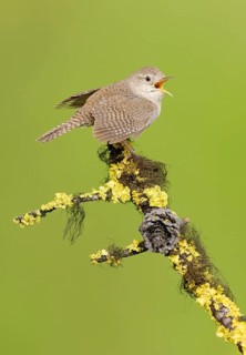House Wren (Troglodytes aedon) singing, British Columbia, Canada