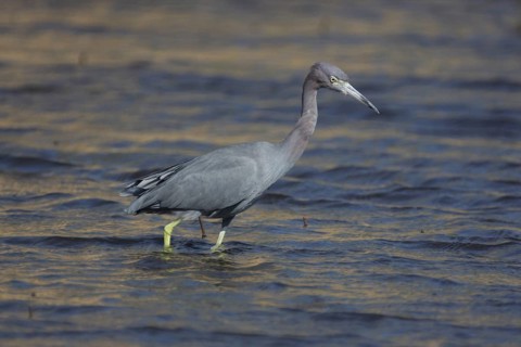 Great Blue Heron (Egretta caerulea) in Myakka River State Park, Florida, USA