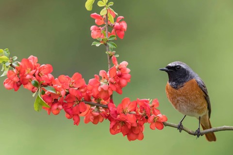 Common Redstart (Phoenicurus phoenicurus) male perched on a flowering twig, Poland
