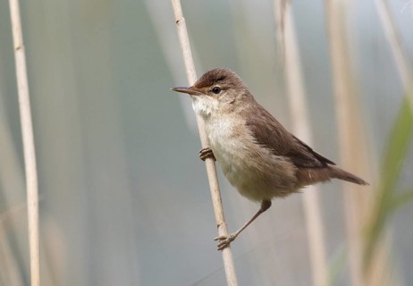 Eurasian Reed Warbler (Acrocephalus scirpaceus), Mecklenburg-Western Pomerania, Germany