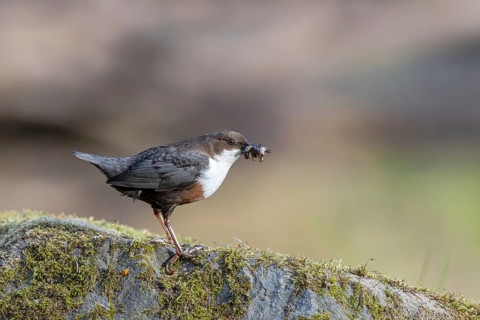 White-throated Dipper (Cinclus cinclus) with food in its beak, North Rhine-Westphalia, Germany