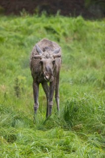 One adult male moose or elk, Alces alces, standing in tall fresh green grass