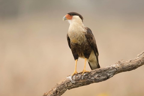 Northern Crested Caracara (Caracara cheriway), Texas, USA