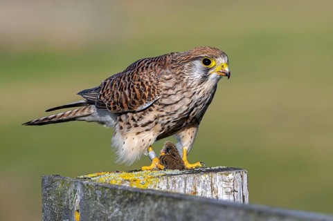Common kestrel / European kestrel (Falco tinnunculus) female perched on wooden fence post eating