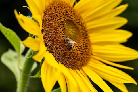 Close-up of a honey bee (Apis mellifera) on a bright yellow flowering sunflower (Helianthus annuus)