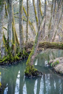 Winterladscape of a swamp with water and trees, Lengenbach, Deining, Upper Palatinate, Bavaria,