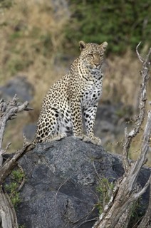 Leopard (Panthera pardus) female sitting on a rock, Serengeti National Park, Tanzania