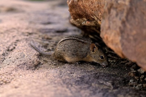 Typical striped grass mouse (Lemniscomys striatus), adult, foraging, feeding, Mountain Zebra NP,