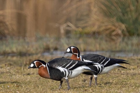 Red-breasted Goose, Branta ruficollis, Bernache à cou roux, Barnacla Cuellirroja, NSG Der Spieß,