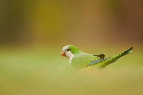 Monk Parakeet (Myiopsitta monachus), Spain