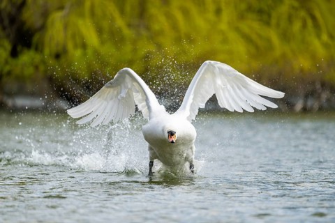 Mute swan (Cygnus olor) starting from the water, flying over a lake, Bavaria, Germany