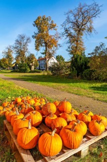 Ripe pumpkins lie on a pallet in front of a farm shop in the village of Rieben near Beelitz,