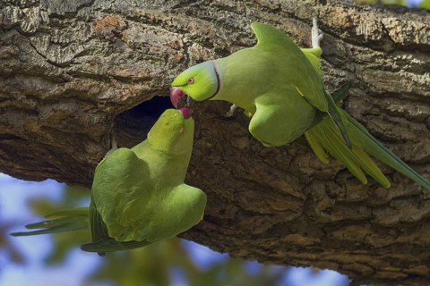 Rose-ringed Parakeet (Psittacula krameri) mating, United Kingdom