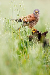 Common Kestrel (Falco tinnunculus) perched on a stump, Castile, Spain