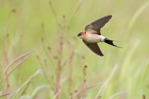 Rufous Swallow, (Cecropis rufula), Animals, Bird, Birds, Swallow, Swallow family, Lesbos, Greece