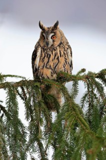 Long-eared owl (Asio otus), adult, on tree, in winter, snow, alert, Bohemian Forest, Czech Republic