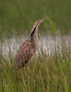 American Bittern (Botaurus lentiginosus), California, USA