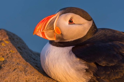 Atlantic Puffin (Fratercula arctica) on cliff, Iceland