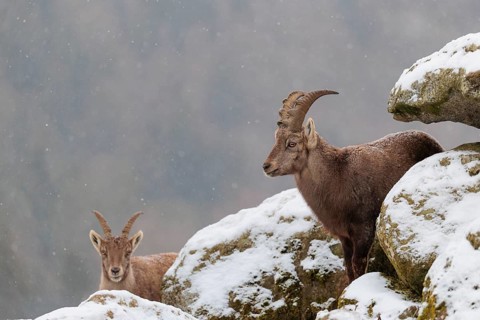 A young female ibex (Capra ibex) stands between rocks in the snowstorm. A forest can be seen dimly