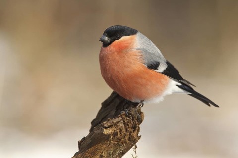 Eurasian Bullfinch (Pyrrhula pyrrhula) male, Rhineland-Palatinate, Germany