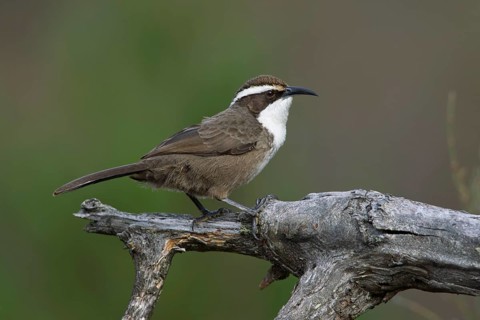 White-browed Babbler (Pomatostomus superciliosus), Victoria, Australia