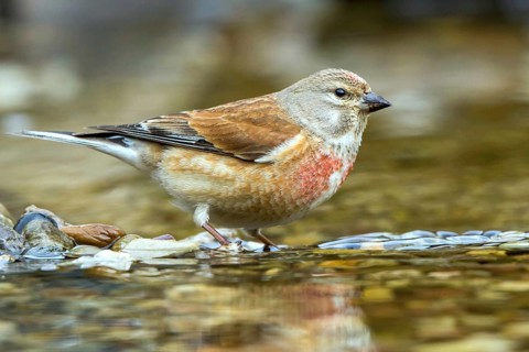 Common Linnet (Linaria cannabina) male in little stream, Mecklenburg-Western Pomerania, Germany