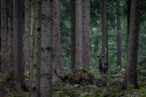 A black fallow deer (Dama dama) observes me despite camouflage, autumn, rut, fallow deer rut,