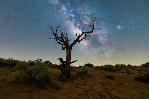 A stunning view of the Milky Way galaxy arcing above a barren, ancient tree in the Utah desert,