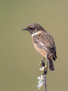 European Stonechat (Saxicola rubicola) male, United Kingdom