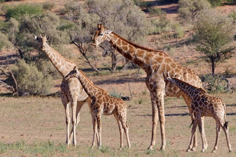 South African giraffes (Giraffa camelopardalis giraffa), two adult animals, male and female, with