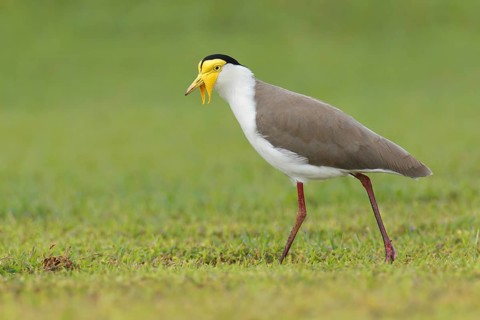 Masked Lapwing (Vanellus miles), Queensland, Australia