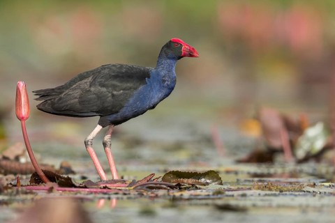 Australasian Swamphen (Porphyrio melanotus) in a wetland area in Papua New Guinea
