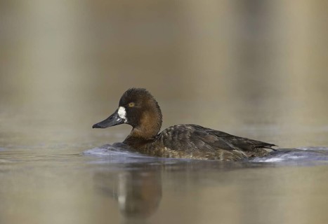 Lesser Scaup (Aythya affinis) female, Ontario, USA