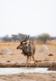Greater kudu (Tragelaphus strepsiceros), adult male at the waterhole, Nxai Pan National Park,
