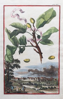 Rural scene, thundercloud over Fürth, pistachio (Pistacia vera), hand-coloured copper engraving or