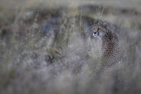 Cheetah (Acinonyx jubatus) captive, male in rain, Castile-La Mancha, Spain