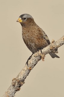 Grey-crowned Rosy Finch (Leucosticte tephrocotis), New Mexico, USA