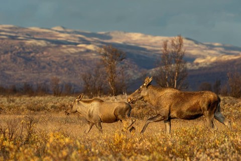 A moose cow (Alces alces) with her calf walks in the warm light of the evening sun through a