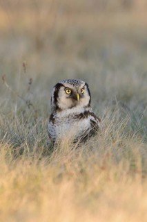 Northern Hawk-Owl (Surnia ulula), Saxony, Germany