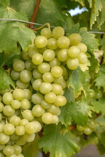 Grapevine (Vitis 'Zoluszka')
