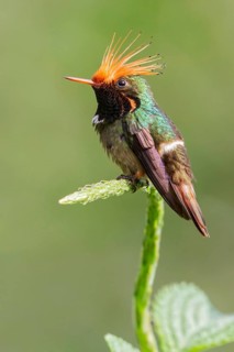 Rufous-crested Coquette (Lophornis delattrei) flying while feeding at a flower in Manu National