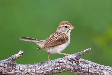 Rufous-winged Sparrow Peucaea carpalis Santa Rita Mountains, Santa Cruz County, Arizona, United