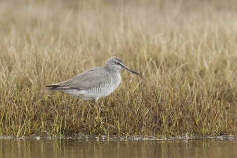 Grey-tailed Tattler (Tringa brevipes), Alaska, USA
