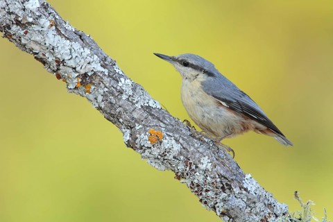 Eurasian Nuthatch (Sitta europaea), Andalusia, Spain