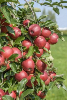 Apple (Malus domestica 'Gemini'), Bundessortenamt Prüfstelle Wurzen, Wurzen, Saxony, Germany